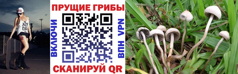Галлюциногенные грибы MAGIC MUSHROOMS наркота Щёкино